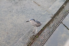 Nycticorax nycticorax