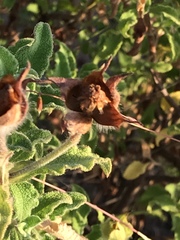Cistus creticus eriocephalus