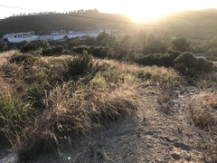 Cistus creticus eriocephalus