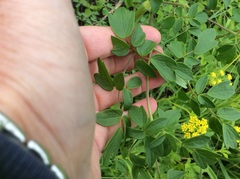 Thalictrum dasycarpum