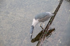 Nycticorax nycticorax