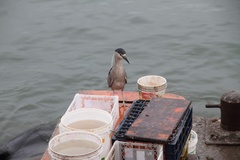 Nycticorax nycticorax