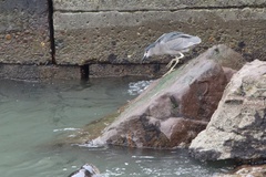 Nycticorax nycticorax