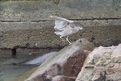 Nycticorax nycticorax