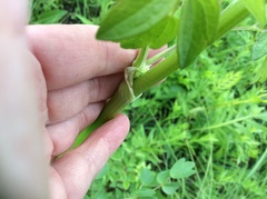 Thalictrum dasycarpum