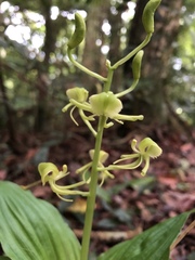 Liparis sootenzanensis