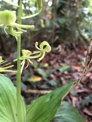 Liparis sootenzanensis