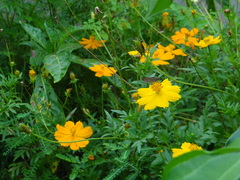 Panoquina ocola
