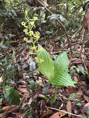 Liparis sootenzanensis