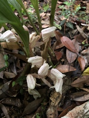Acanthophippium striatum