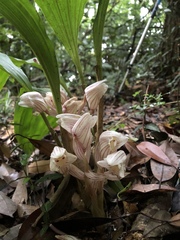 Acanthophippium striatum