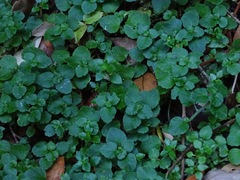 Chrysosplenium valdivicum