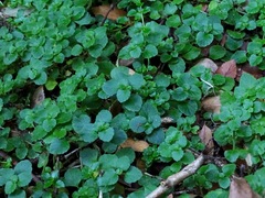 Chrysosplenium valdivicum