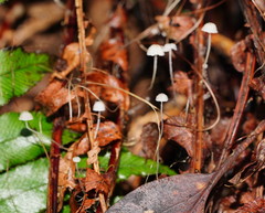 Mycena albidocapillaris