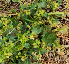 Rumex spinosus