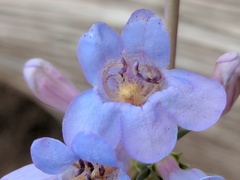 Penstemon pachyphyllus