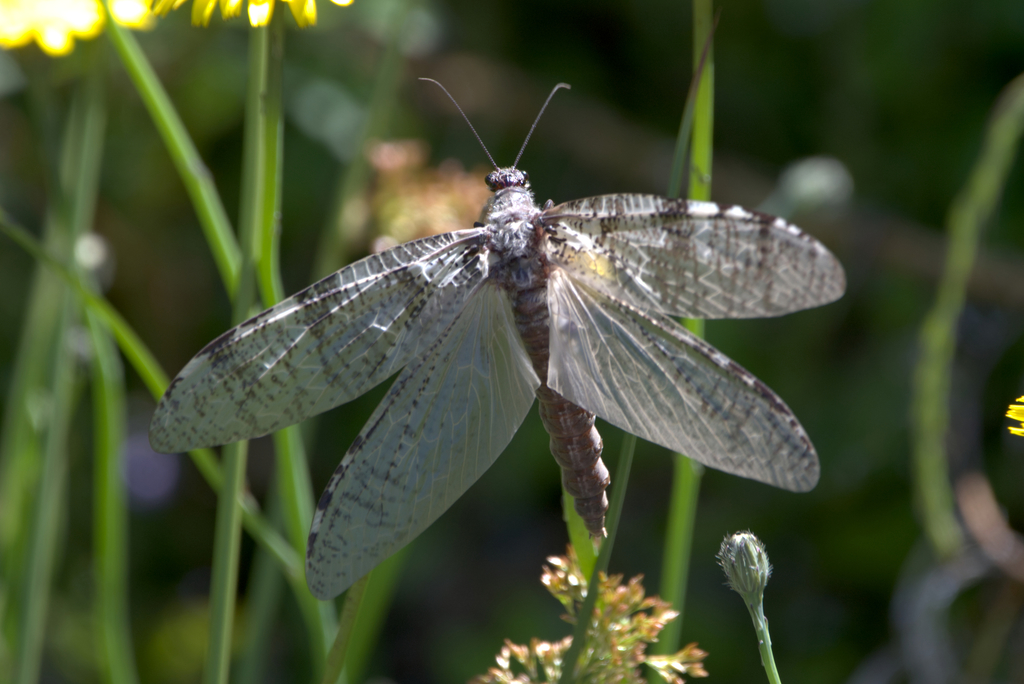 Dysmicohermes disjunctus