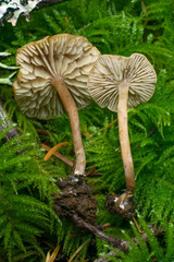 Pseudolaccaria pachyphylla