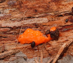 Dictydiaethalium plumbeum