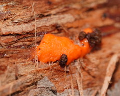 Dictydiaethalium plumbeum