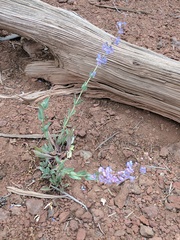 Penstemon pachyphyllus