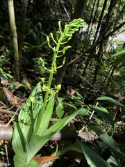 Liparis sootenzanensis