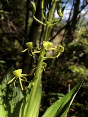 Liparis sootenzanensis