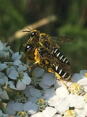 Ectemnius ruficornis