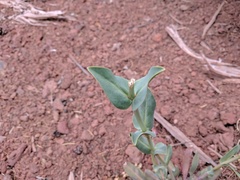 Penstemon pachyphyllus