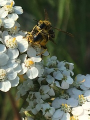 Ectemnius ruficornis