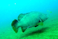 Epinephelus lanceolatus