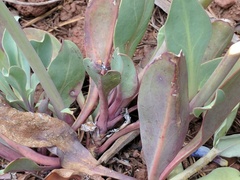 Penstemon pachyphyllus