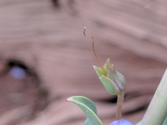 Penstemon pachyphyllus
