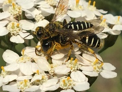 Ectemnius ruficornis