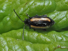 Phyllotreta nemorum