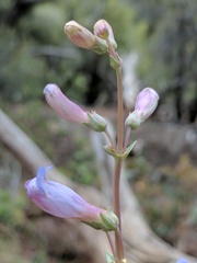 Penstemon pachyphyllus