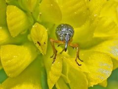 Protapion nigritarse