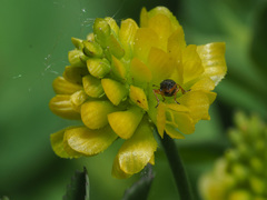 Protapion nigritarse