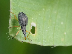 Protapion nigritarse