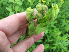 Thalictrum dasycarpum