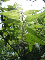 Trema cannabina