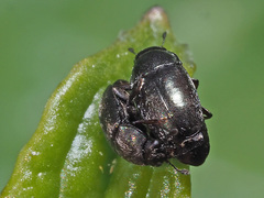 Brassicogethes