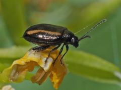 Phyllotreta nemorum