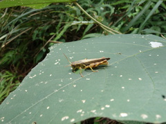 Xenocatantops brachycerus