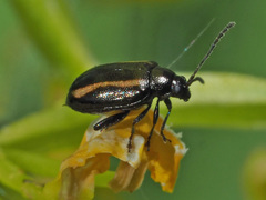 Phyllotreta nemorum