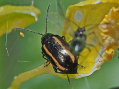 Phyllotreta nemorum