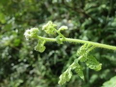 Microlepia