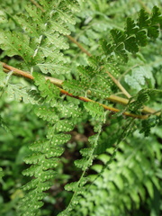 Microlepia