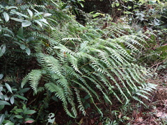 Microlepia