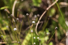 Eriocaulon nepalense